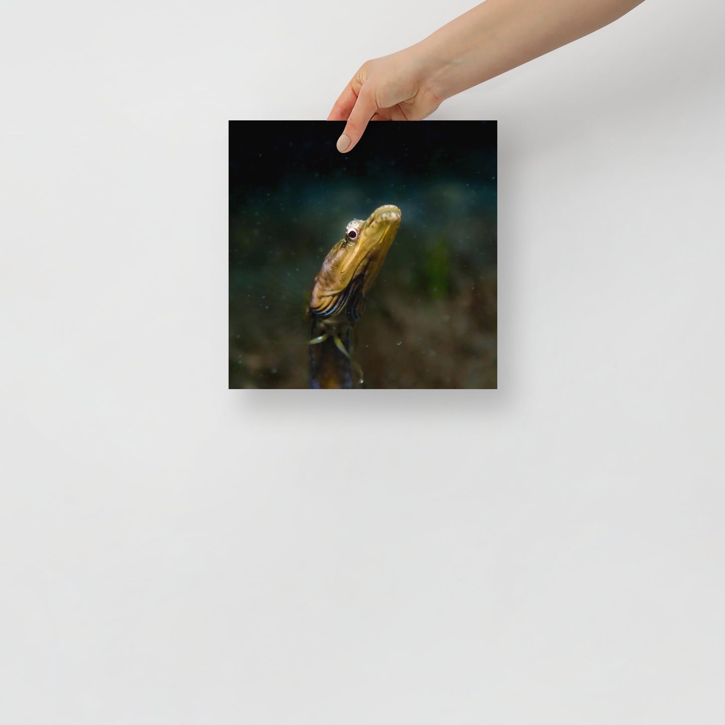 Pike Blenny Poster