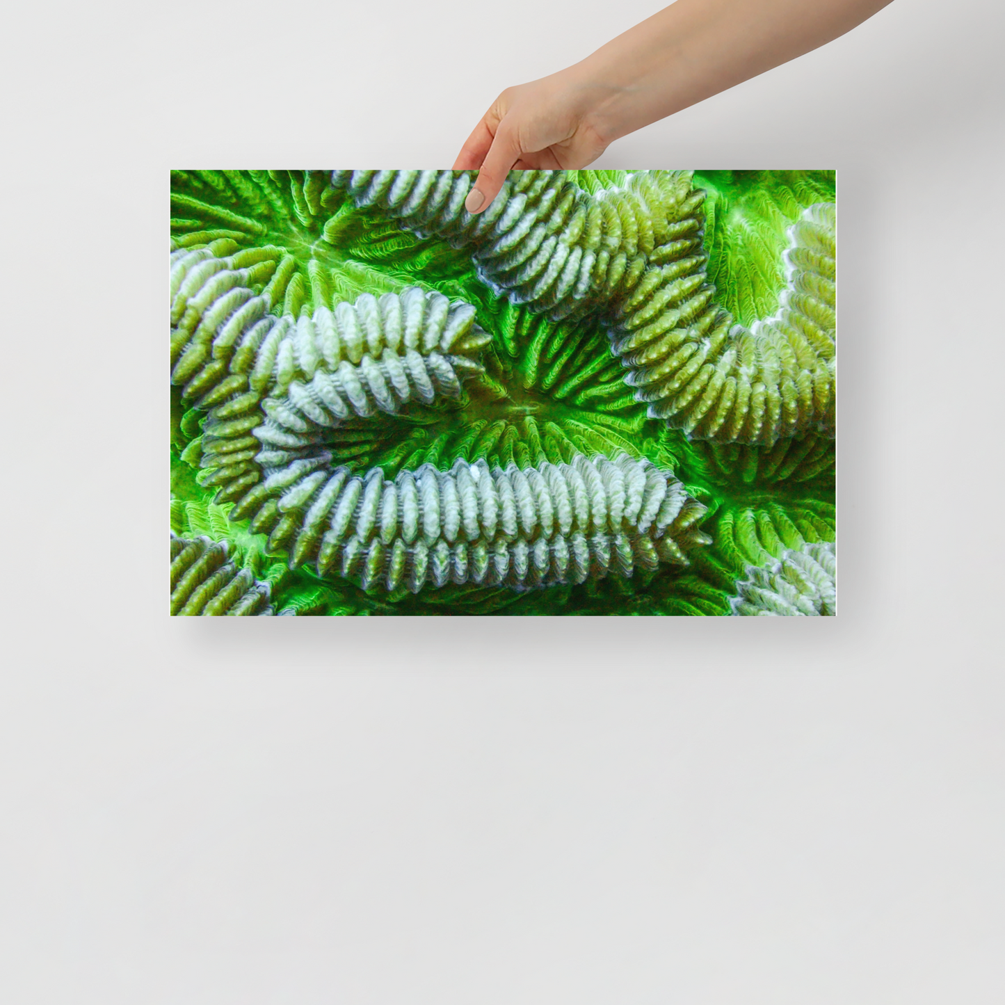 Coral Polyp Poster
